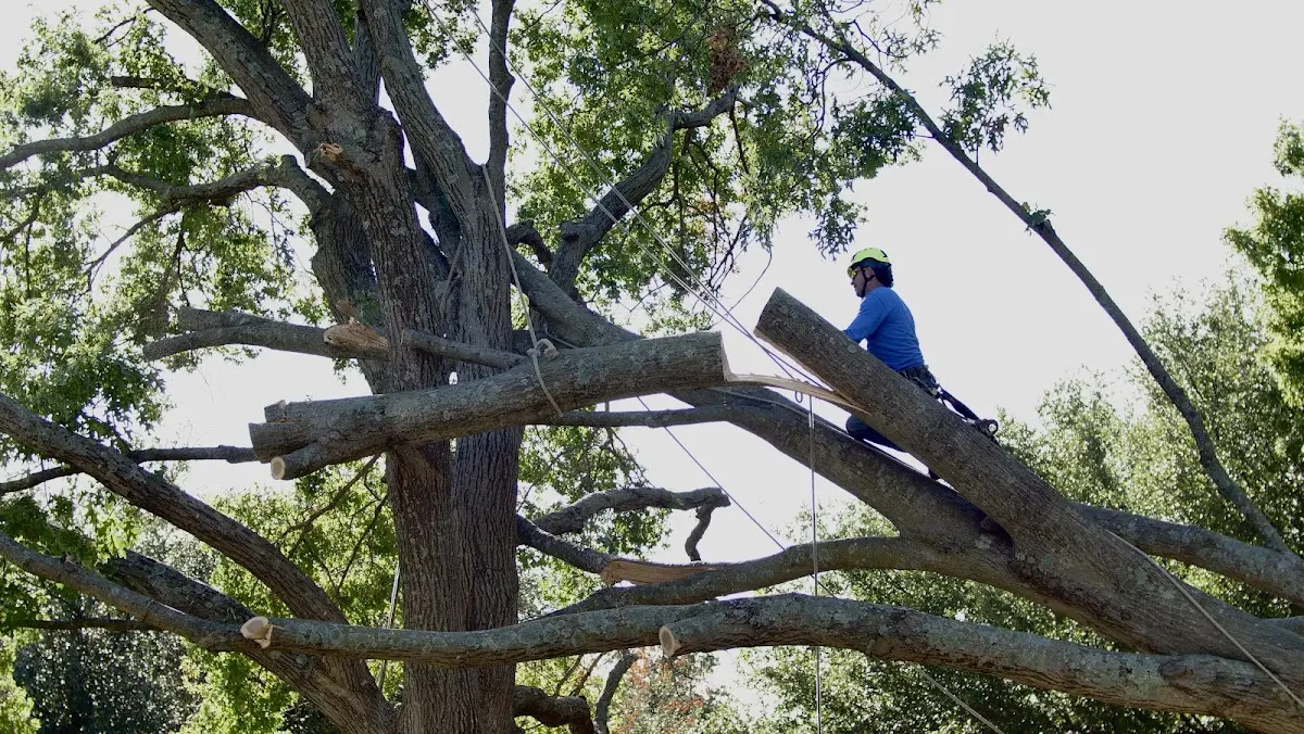Professional Hazardous Tree Removal performed by certified arborists in Strawn