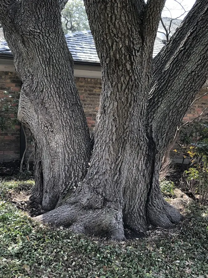 Mature heritage tree close to a Strawn property cared for by certified arborists